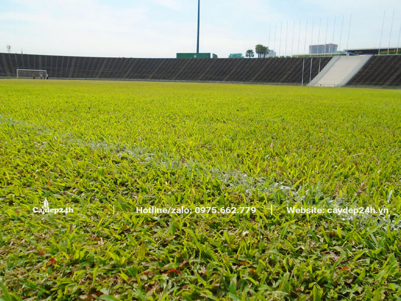 Sân bóng trồng cỏ lá gừng tự nhiên