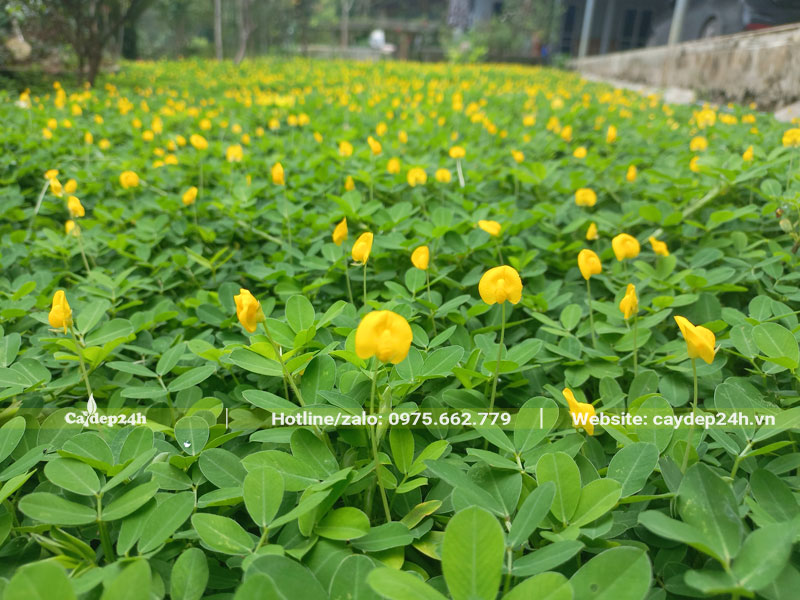 Thảm cỏ lá lạc trồng bằng hạt nở hoa vàng rực rỡ