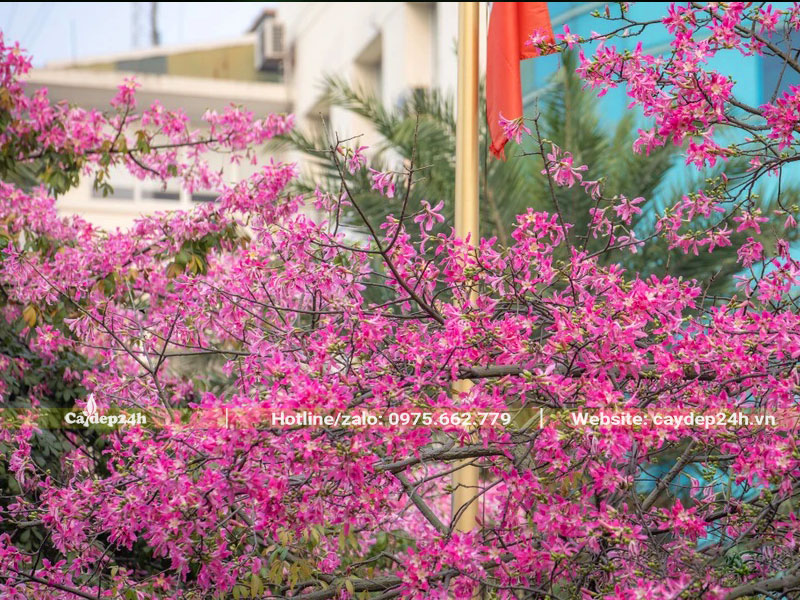 Trồng cây Mỹ Nhân trước nhà đến mùa hoa nở rộ vô cùng rực rỡ, sinh động