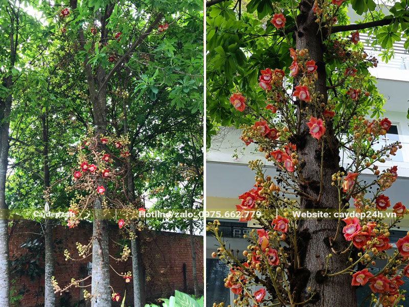 Cây hoa Sala trồng trước nhà