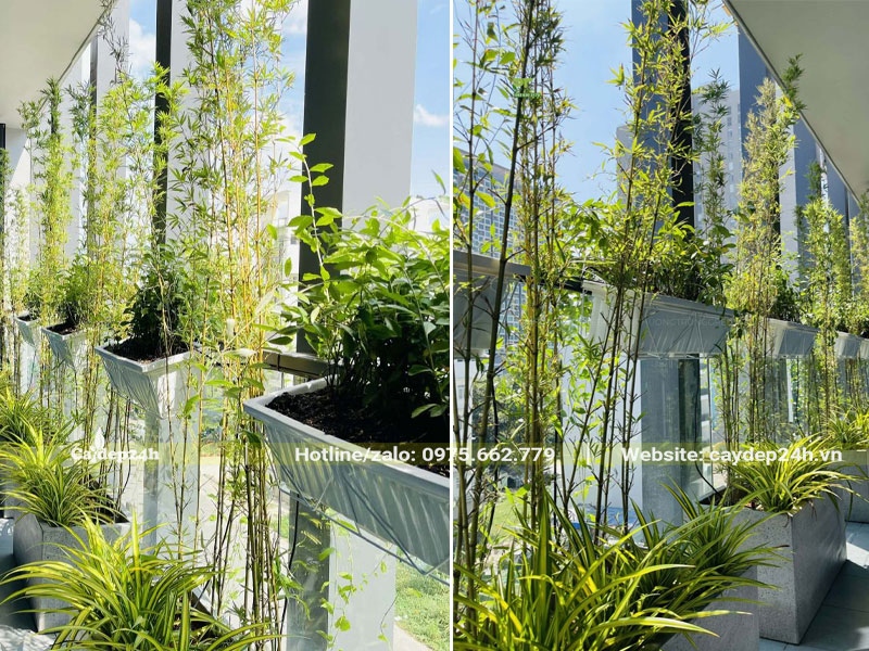 Trồng cây Trúc Quân Tử ở hành lang