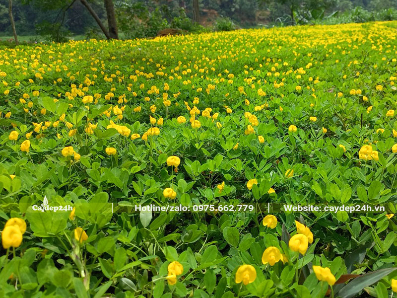 Vườn sầu riêng trồng cỏ lạc giúp tăng hiệu quả canh tác