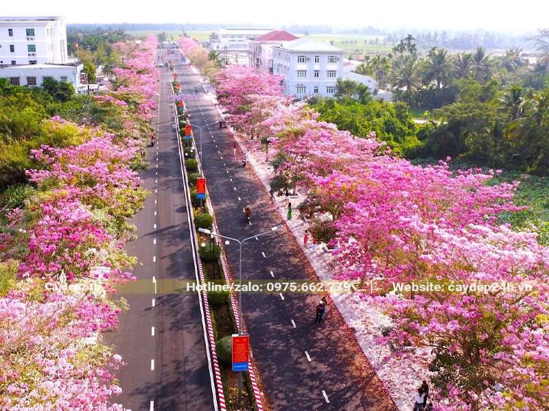 Cây Kèn Hồng trồng hai bên đường nở hoa phủ kín màu hồng nhẹ nhàng, quyến rũ