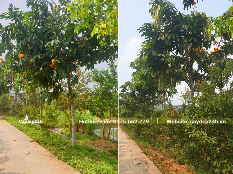 Hàng cây vàng anh trồng trước cổng nhà