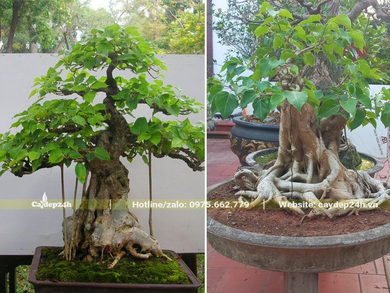 Những chậu cây cảnh bồ đề bonsai vài chục năm tuổi