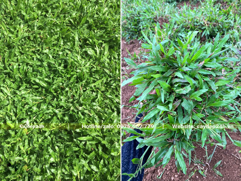 Cỏ phát triển tốt đạt điều kiện thu hoạch