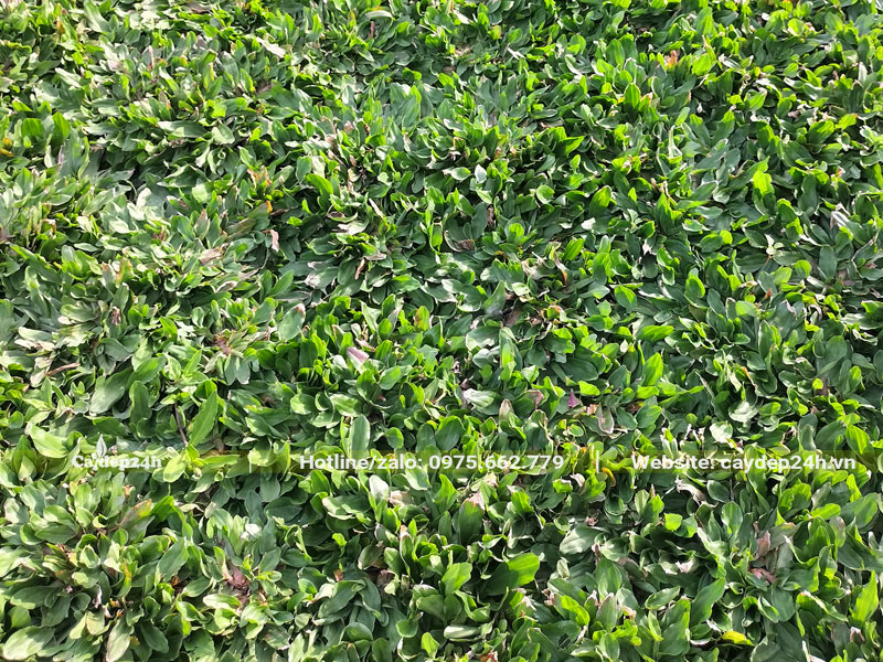 Trồng cỏ lá gừng thái cho sân bóng