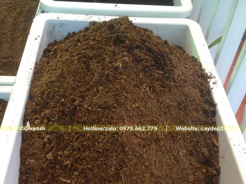 Giá thể đất giâm cành vàng anh