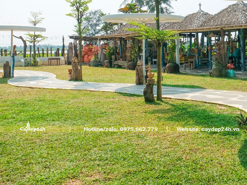 Trồng bổ sung cho thảm cỏ lá gừng