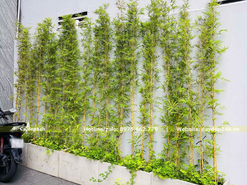 Hàng cây Trúc Quân Tử trồng trong nhà đẹp, cao hơn 2m