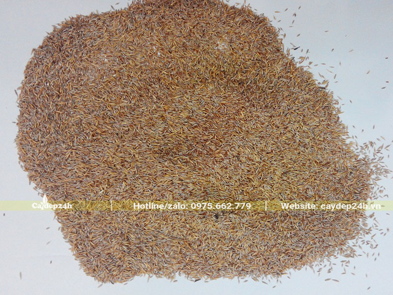 Hạt giống cỏ lá gừng