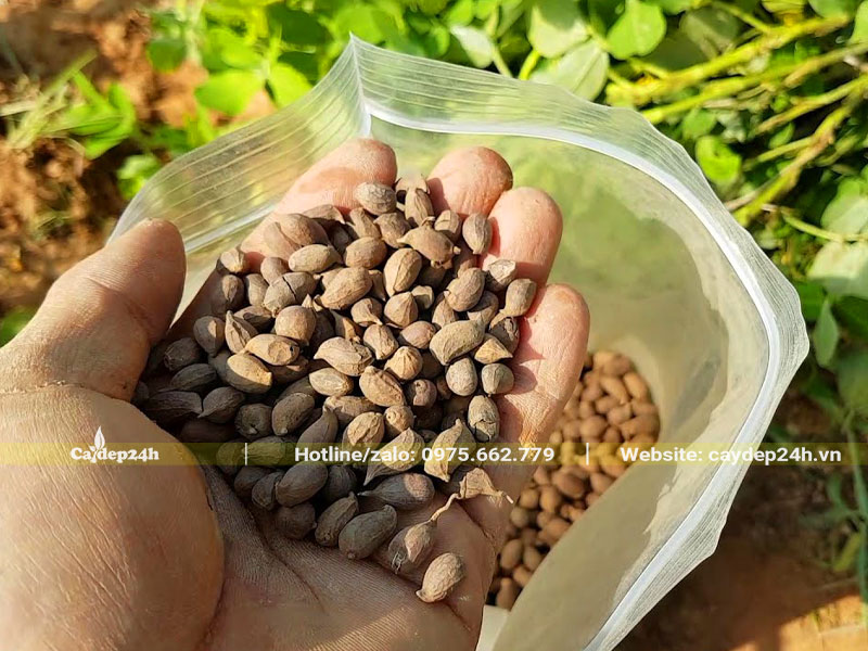 Chuẩn bị hạt giống cỏ lạc chất lượng