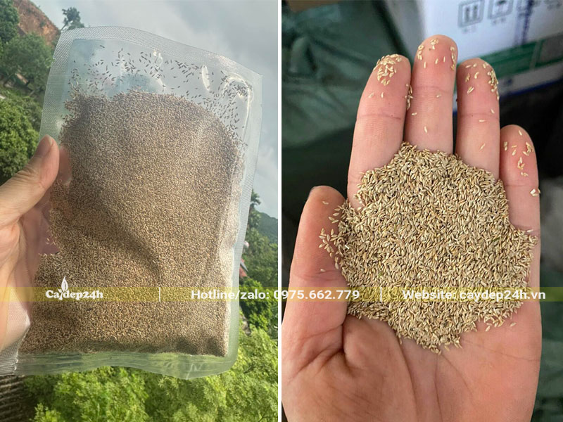 Hạt giống cỏ Nhung Nhật Hà Nội