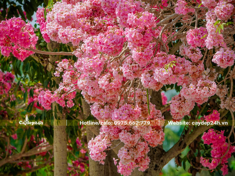 Cành hoa Kèn Hồng khoe sắc rực rỡ