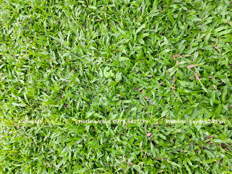 Hướng dẫn cách trồng cỏ lá gừng bàng hạt để kích thước đồng đều
