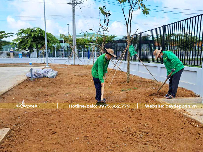Công nhân đang xơi tơi đất gieo hạt cỏ nhung nhật