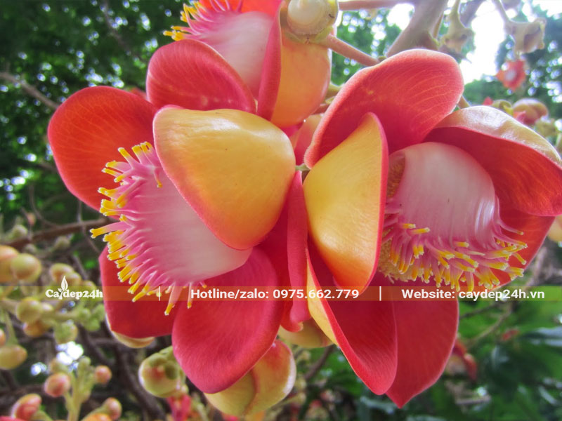 Hoa Sala màu hồng cam độc đáo