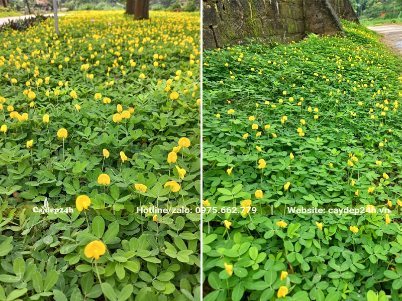 Trồng cỏ lạc trong vườn sầu riêng, vườn cà phê giúp cải tạo đất