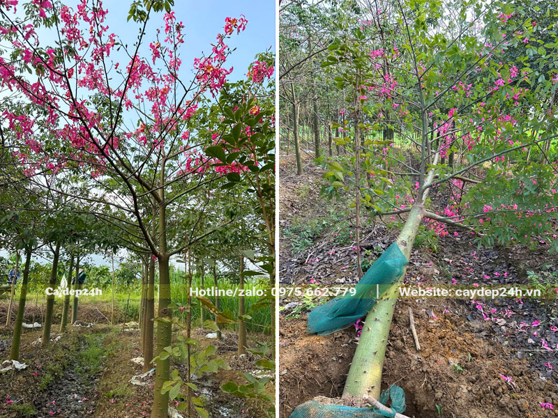 Bứng bầu cây mỹ nhân công trình đường kính gốc 25cm