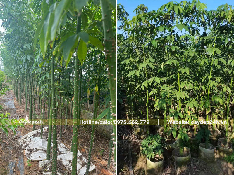 Vườn cây giống Mỹ Nhân cao hơn 1m