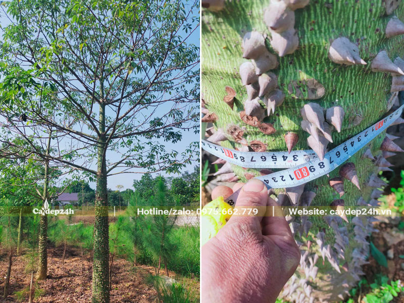 Lựa chọn cây Mỹ Nhân công trình đường kính gốc 20 - 25cm