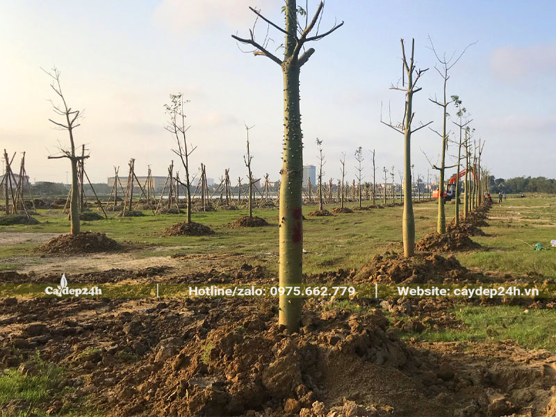 Trồng số lượng lớn cây Mỹ Nhân hồng cho dự án hồ điều hòa