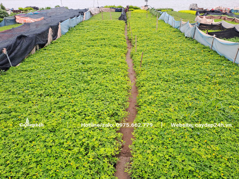 Những luống cỏ lạc dại trưởng thành, đã ra hoa