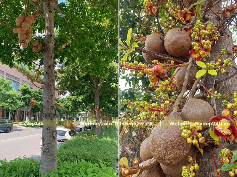 Hàng cây Sala xanh đẹp, hoa và quả treo đầy trên cây