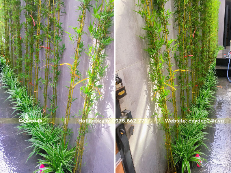 Hàng cây Trúc Quân Tử trồng ở giếng trời trong nhà