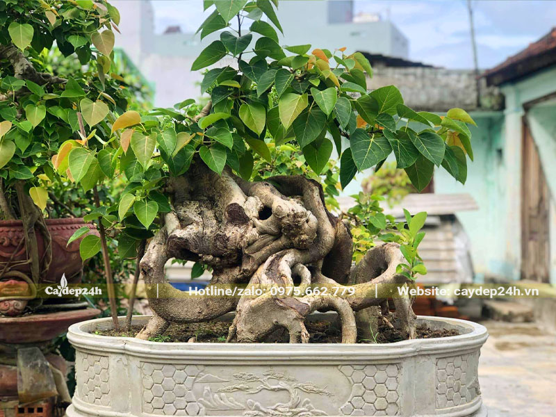 Cây bồ đề bonsai trồng chậu để trước nhà