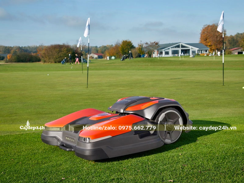 Cắt tỉa cỏ nhung nhật quy mô lớn