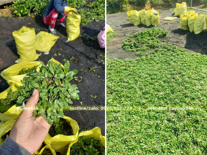 Định mức trồng cỏ lá gừng giúp bạn xác định khối lượng cỏ cần dùng