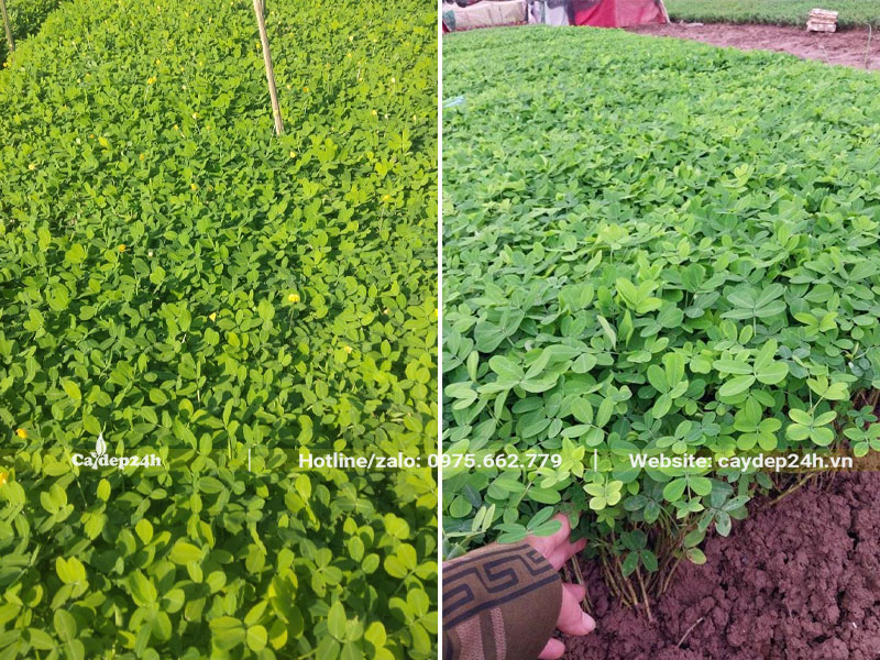 Thu hoạch cây cỏ lạc giống cao hơn 10cm