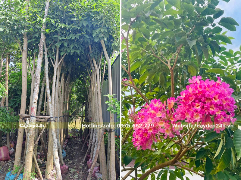 Mua cây hoa Kèn Hồng trồng trước nhà chiều cao 5m