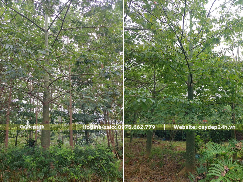 Vườn cây hoa Mỹ Nhân công trình lâu năm