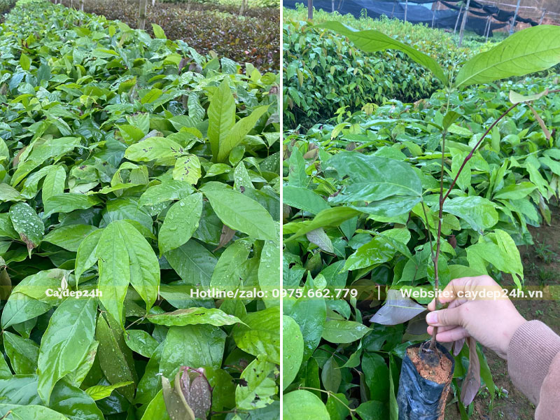 Vườn nhân giống cây vàng anh cao 30 - 40cm