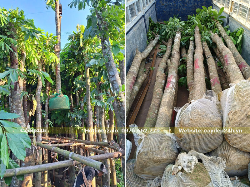 Cẩu và sắp xếp cây Vàng Anh đường kính gốc 15cm lên xe