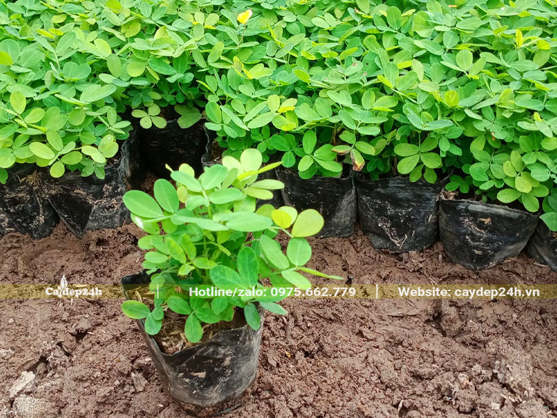 Vườn cây giống cỏ lạc cao 15cm