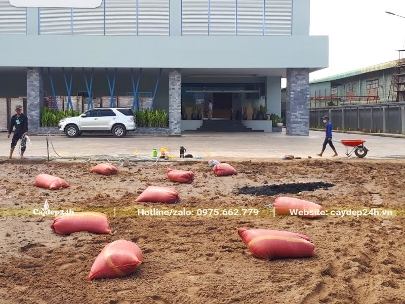 Chuẩn bị mặt bằng để trồng thảm cỏ lá gừng