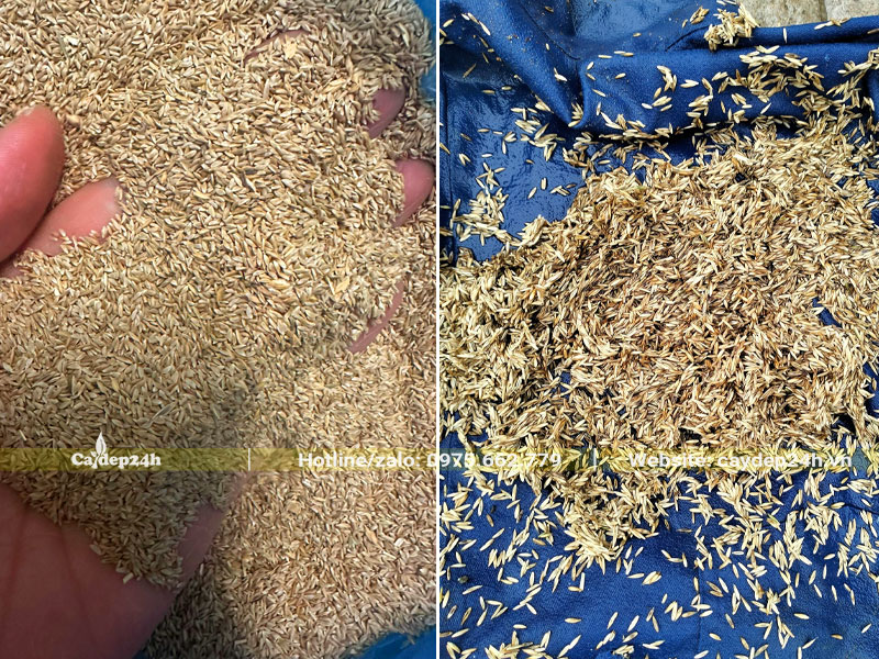 Hạt giống cỏ nhung nhật đã được ngâm nước, vớt ra để ráo