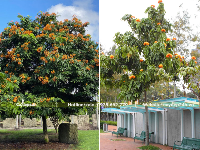 Những cây hoa vàng anh công trình trồng lấy bóng mát