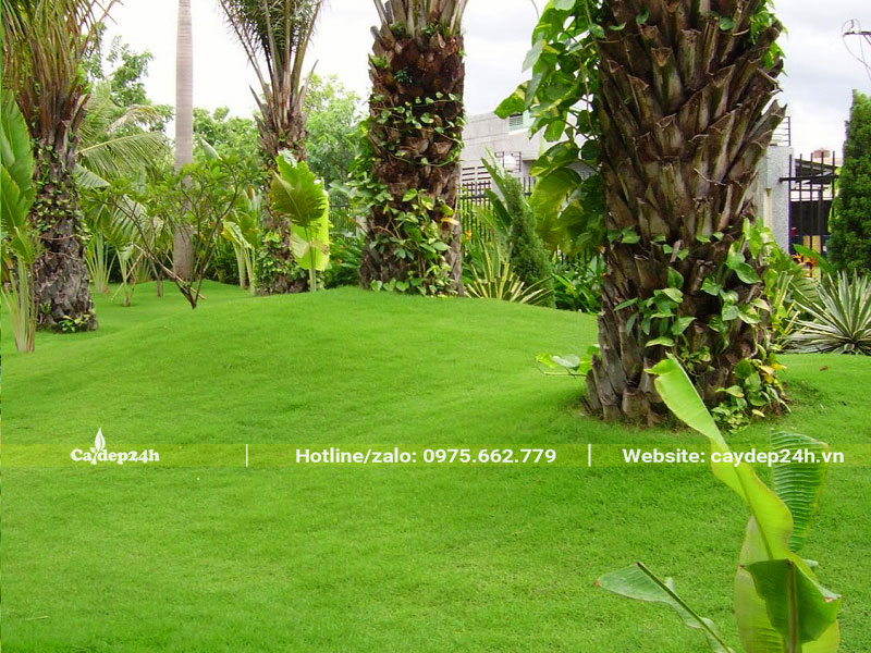 Cách gieo hạt cỏ Nhung Nhật ở địa hình có độ dốc thoai thoải