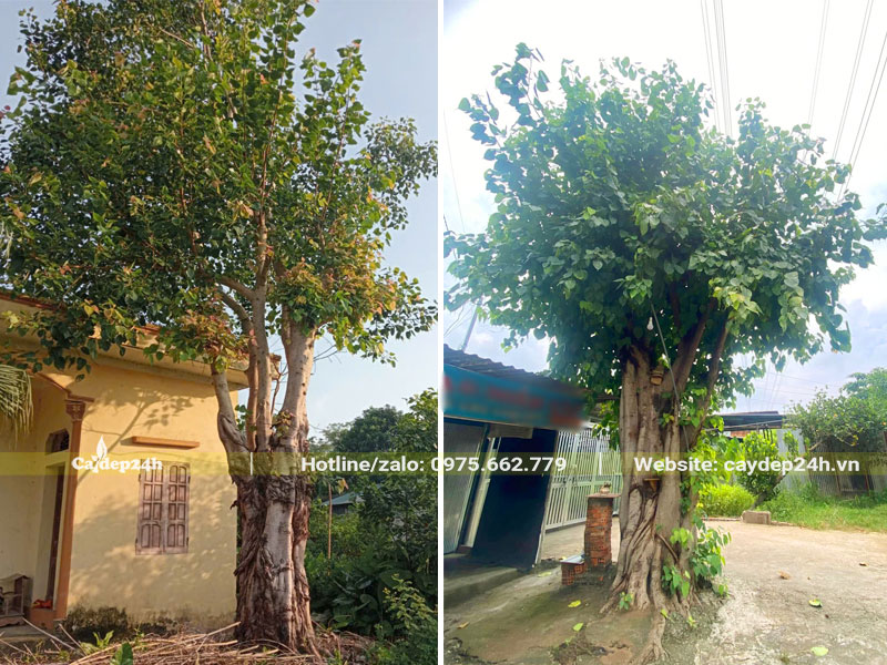 Cây Bồ Đề mọc trước nhà trồng lấy bóng mát
