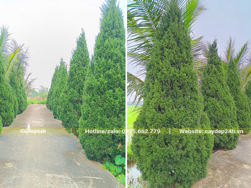 Hàng cây Tùng Tháp cao 2m5 trồng ở cổng trước nhà