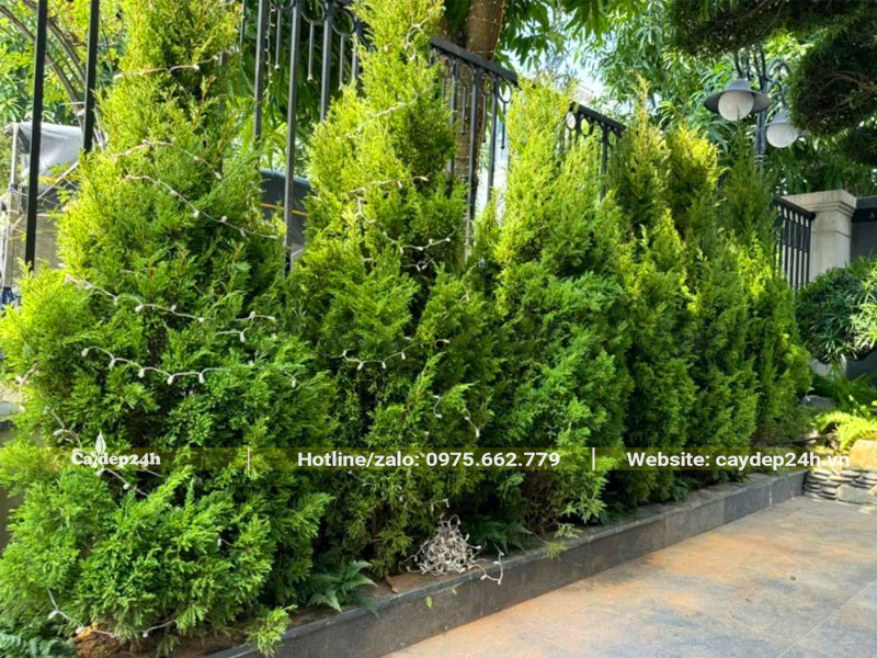 Cây Tùng Tháo cao khoảng 1m trồng thành hàng rào trước nhà