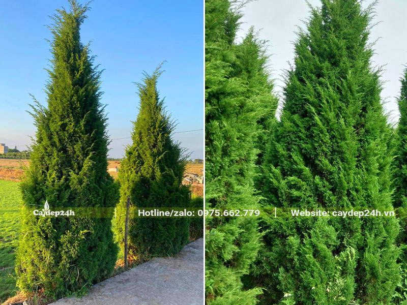 Trồng cây Tùng Tháp thành hàng trước cổng nhà