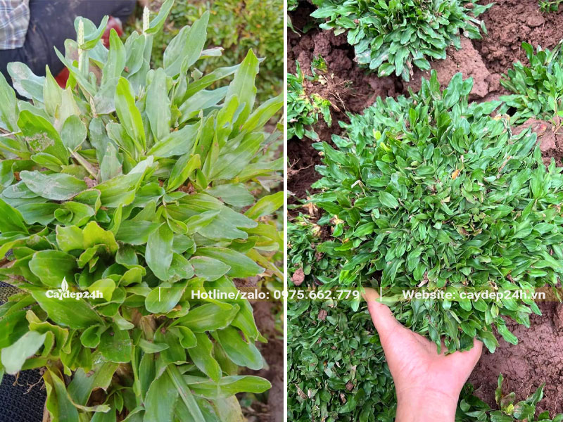 Thu hoạch cỏ lá gừng theo từng miếng đường kính 10 - 20cm