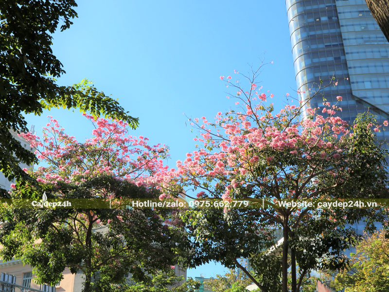 Tán cây Kèn Hồng tạo bóng mát trước cổng nhà