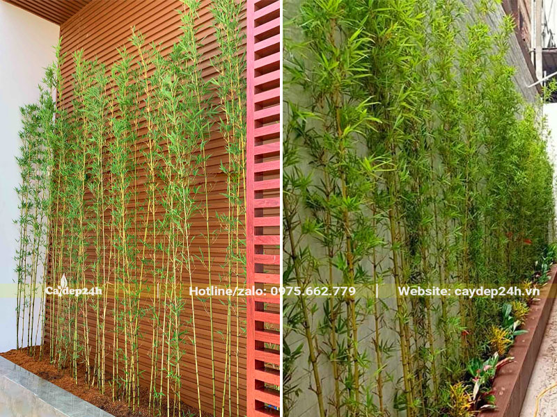 Trồng cây Trúc Quân Tử thành hàng cạnh tường nhà