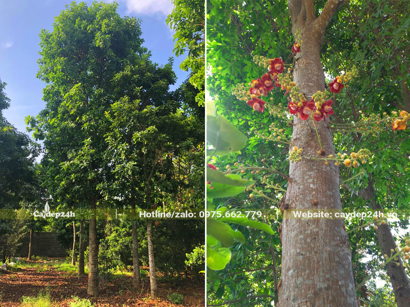 Cây Sala công trình cao khoảng 6 - 7m